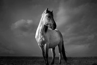 Wild horses 31