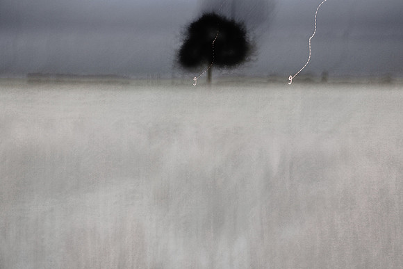 night tree 2