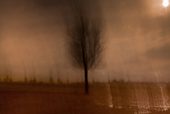tree and sun
