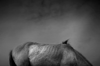 Wild horses 22