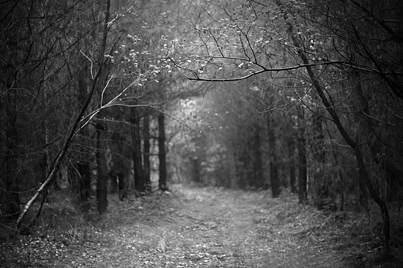 Into the woods
