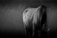 Wild horses 31