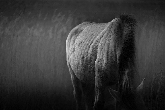 Wild horses 31