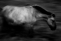 Wild horses 1