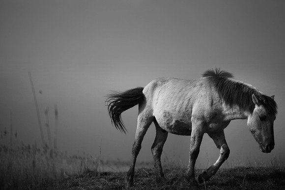Wild horses 16
