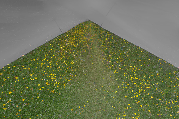 meadow #49