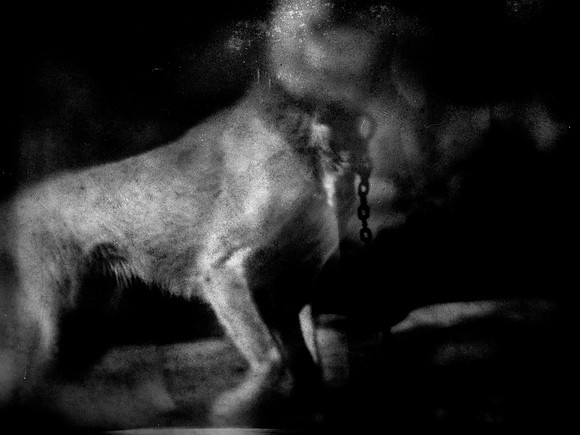 dog #123