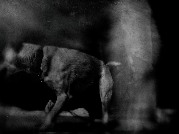 dog #182
