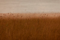 riverbank #23