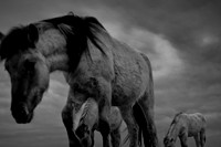 wild horses 1