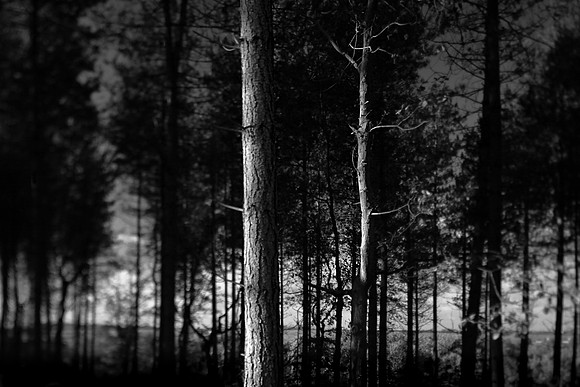 Woods 1
