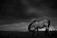 wild horses 3