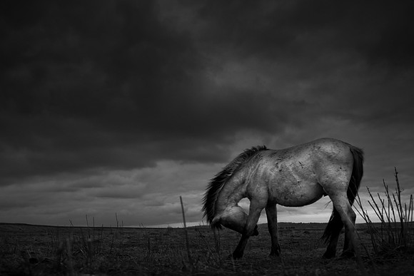 wild horses 3