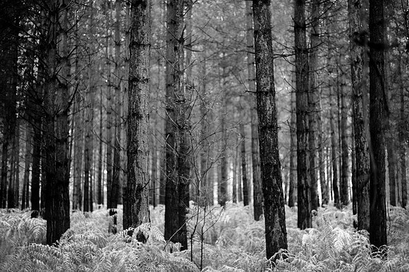 Woods at night