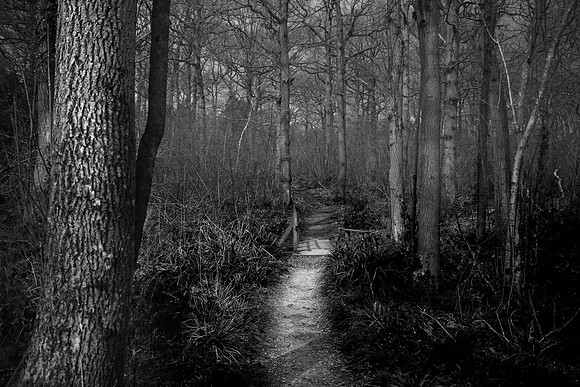 Into the woods 2