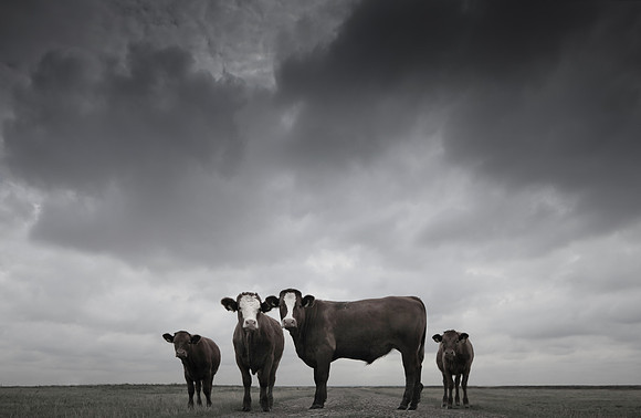 bull 5