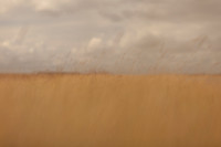 riverbank #17
