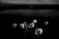 shadows #7
