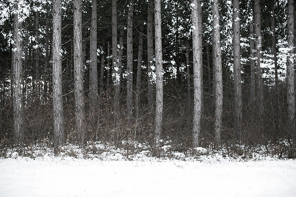 winter forest #9