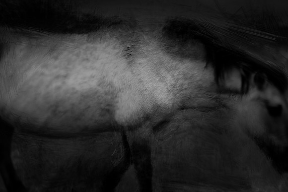 wild horses #14
