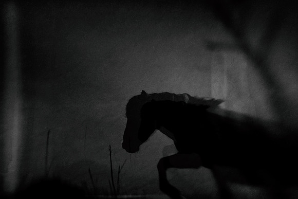 horse 4 #29