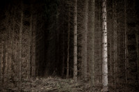 trees 30 #156