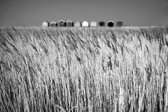 Reeds