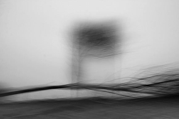 Tree 1