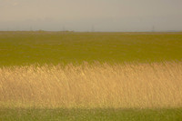 Reeds #221