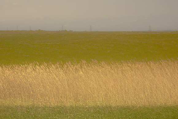 Reeds #221