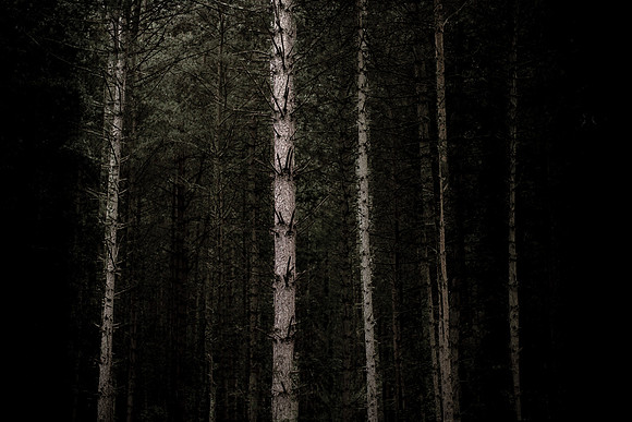 tree 27 #108