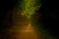 woods 4