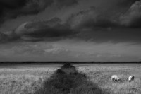Two sheep
