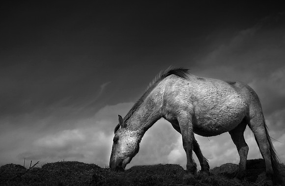 WIld horses 21