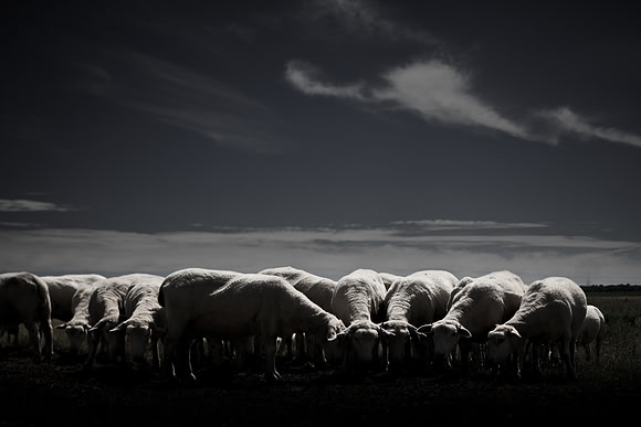 sheep 2