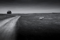 Sheep 1