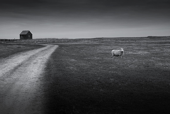 Sheep 1