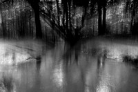 Into the woods 2