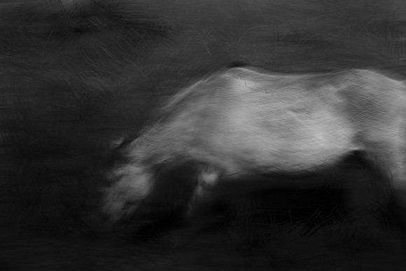 wild horses #16