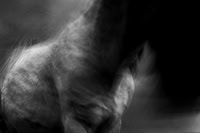 wild horses #17