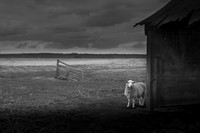 The timid sheep