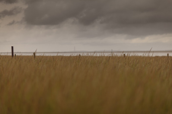 riverbank #15