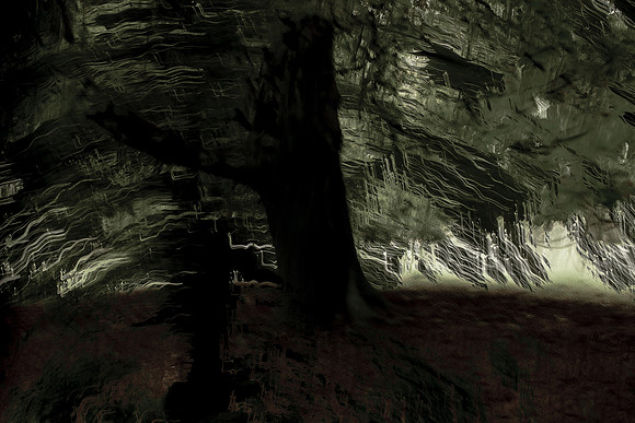 trees 22 #217