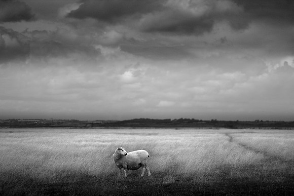 Sheep