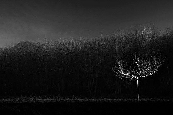 Tree at night
