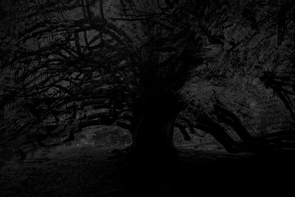 trees 64 #393