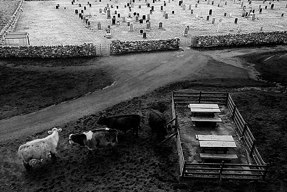Cows at a funeral