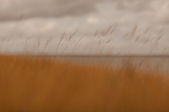 riverbank #21