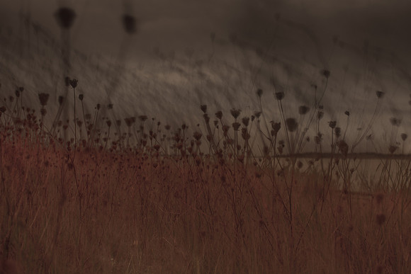 riverbank #28