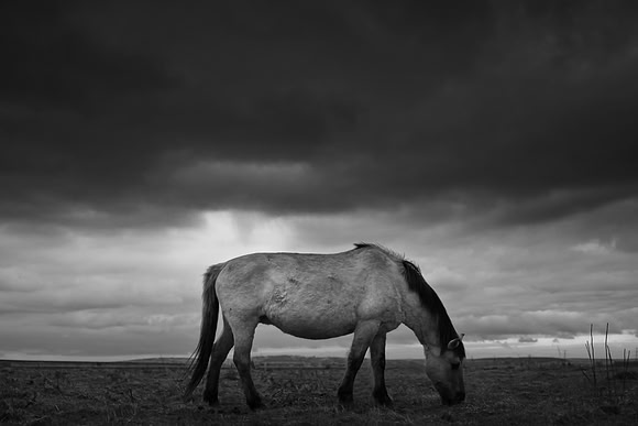 wild horses 5